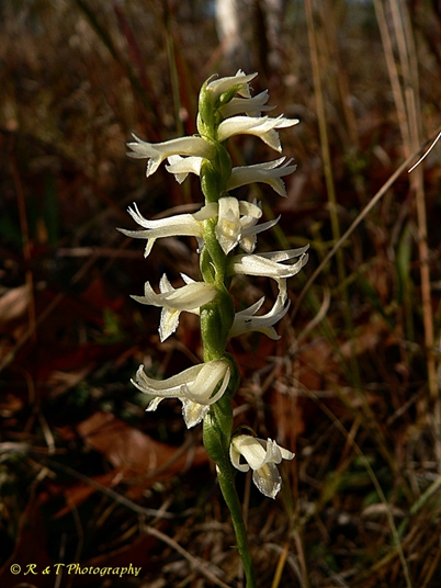 {Spiranthes magnicamporum}